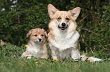 CORGI PEMBROKE 1217